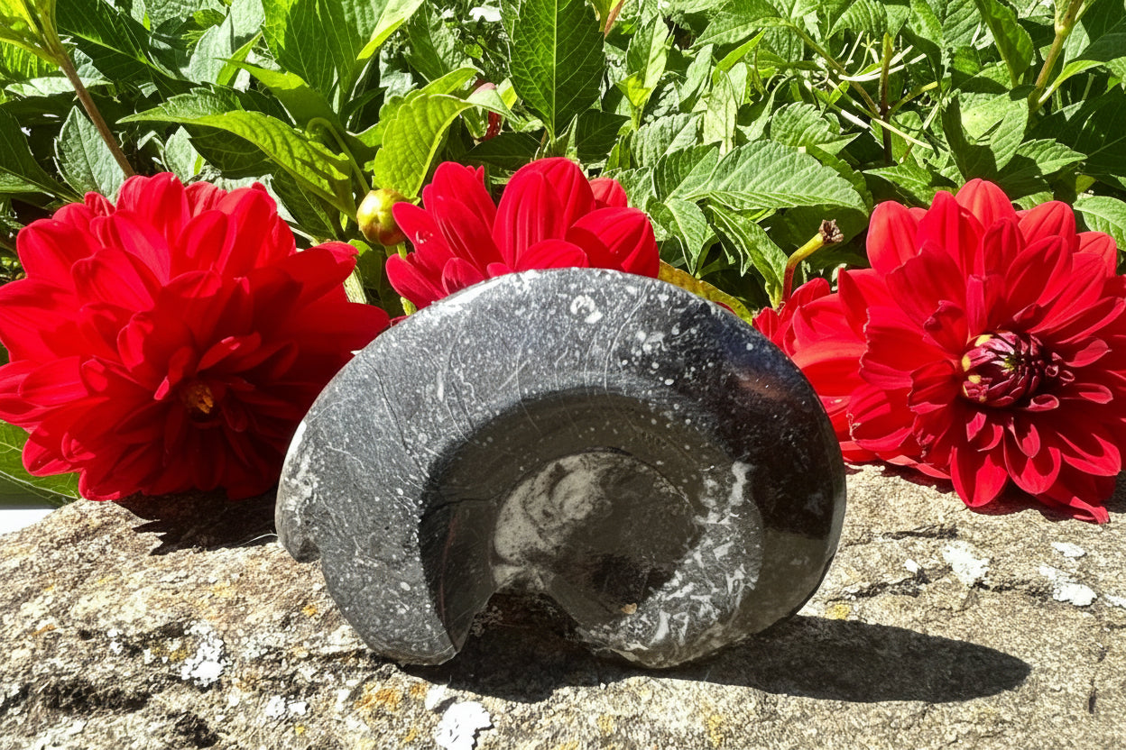 Goniatites
