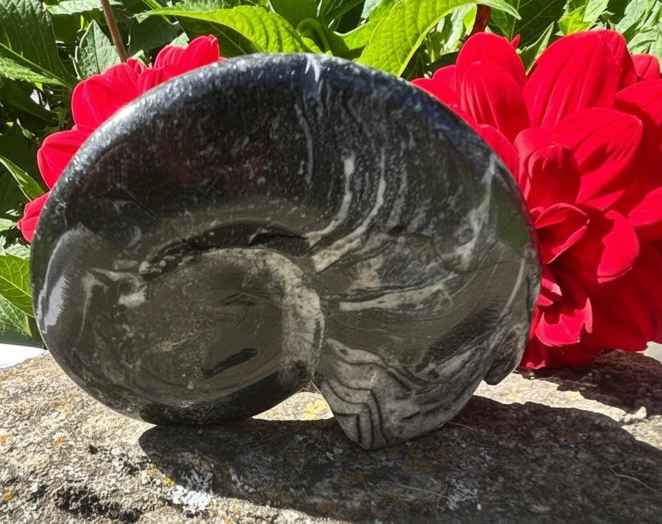 Goniatites