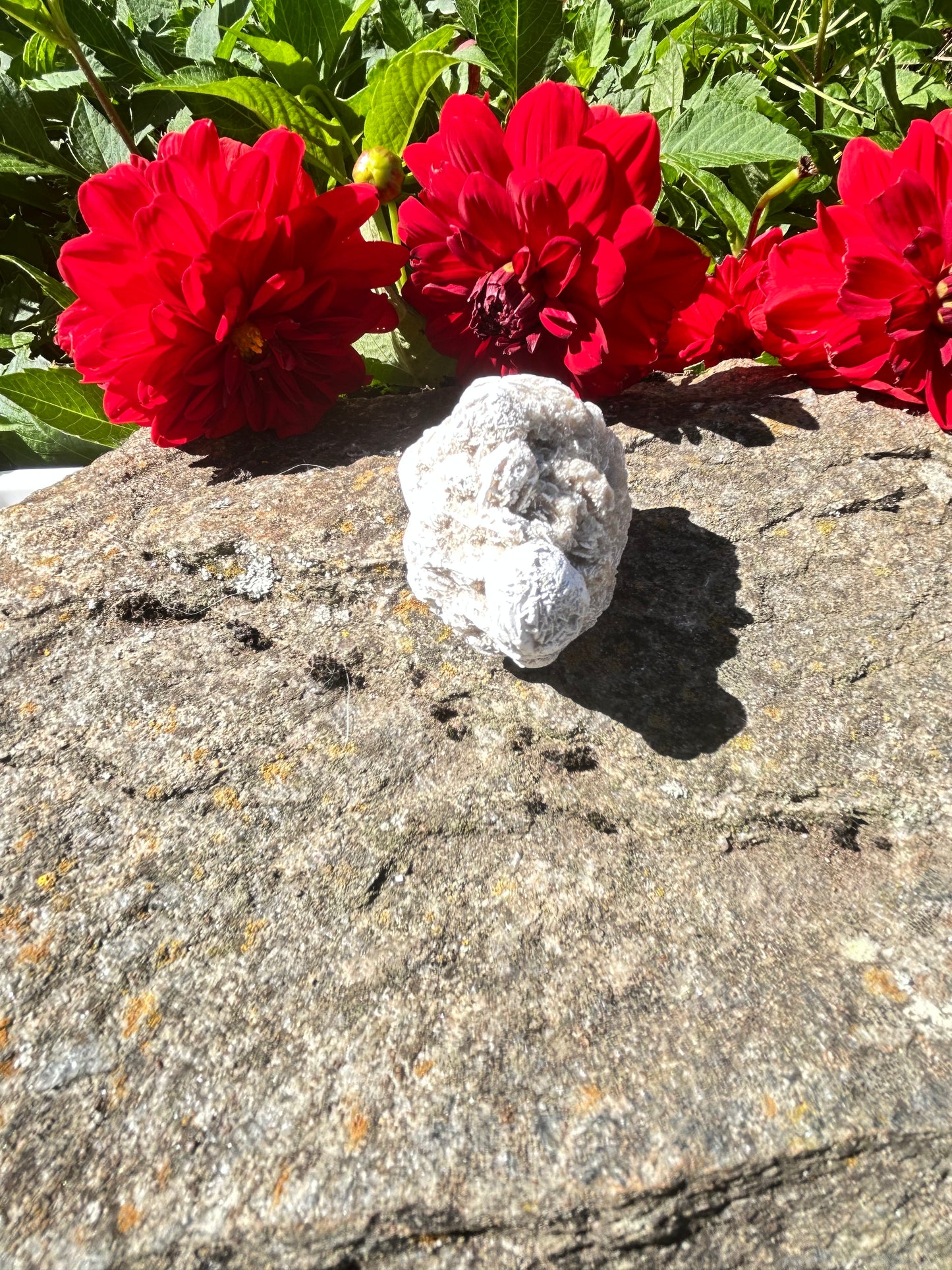 Desert Rose